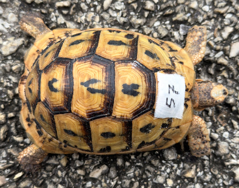 Tunisian Tortoises Male (Testudo graeca nabeulensis) (TT57)