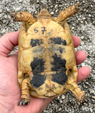 Tunisian Tortoises Male (Testudo graeca nabeulensis) (TT57)