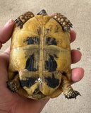 Tunisian Tortoises Male (Testudo graeca nabeulensis) (TTM78)