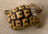 Tunisian Tortoises Male (Testudo graeca nabeulensis) (TTM78)