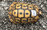 Tunisian Tortoises Male (Testudo graeca nabeulensis) (TT97)
