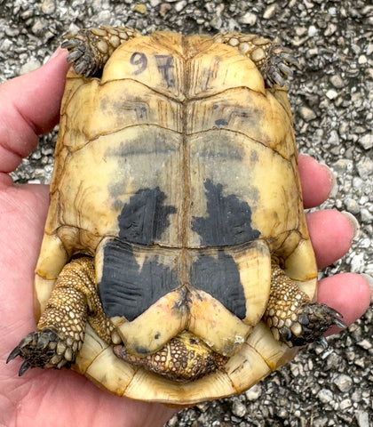 Tunisian Tortoises Male (Testudo graeca nabeulensis) (TT97)