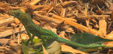 Anolis marmoratus "Trois Rivières" Pairs