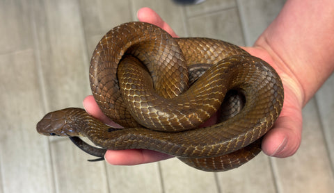 Unicolor Cribo Juvenile (UCJ1)