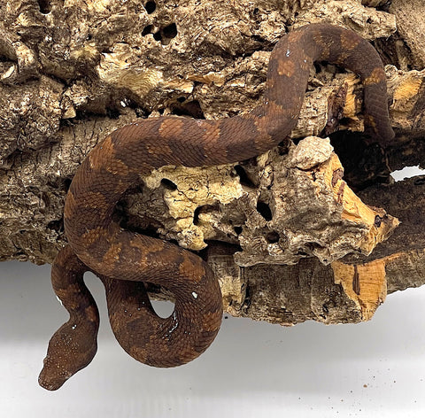 Viper Boa Female (VB2)