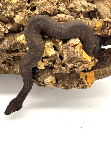 Viper Boa Male (VB1)