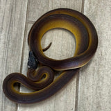 White Lip Python Male 3' (WLPM1)