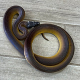 White Lip Python Male 3' (WLPM1)