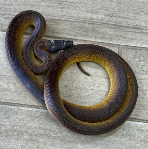 White Lip Python Male 3' (WLPM1)