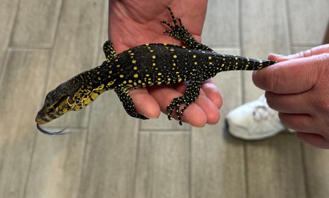 Asian Water Monitor Baby (WM2)