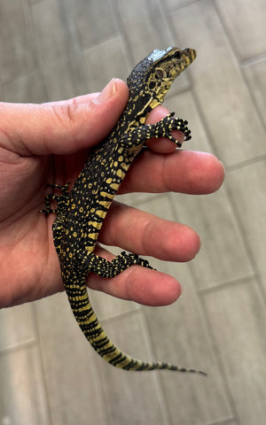 Asian Water Monitor Baby (WM1)