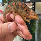 Ambanja Panther Chameleon Young Adult Pair