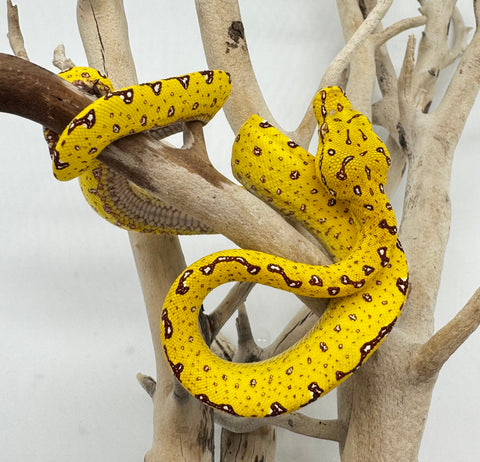 Yellow Biak Green Tree Python Baby (YBBGTP11)