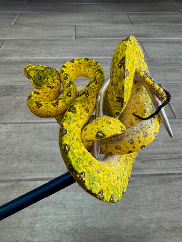 Yellow Baby Biak Green Tree Python (YBBGTP3)