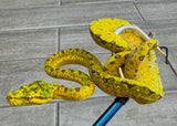 Yellow Baby Biak Green Tree Python (YBBGTP3)