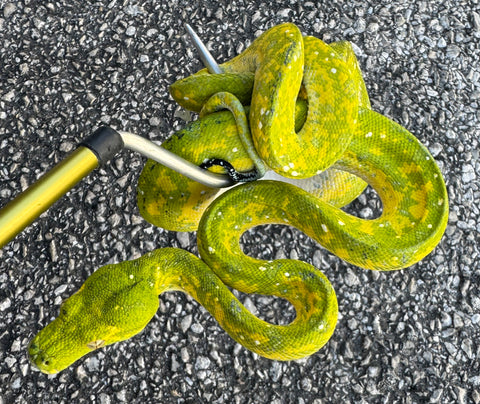 Biak Green Tree Python Yearling (YBGTP2)