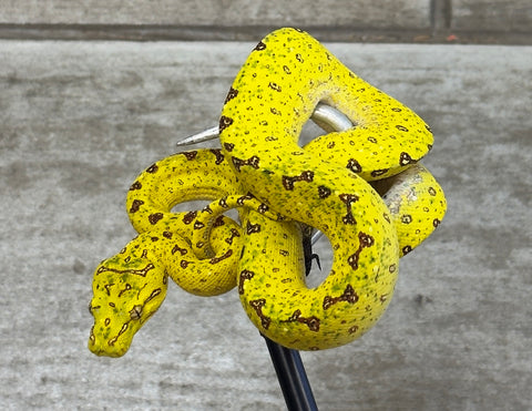 Yellow Biak Green Tree Python Baby (YBGTP3)