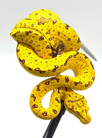 Biak Green Tree Python Yellow Baby (YBGTP4)