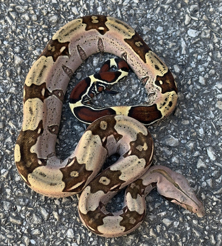 Guyana Red Tailed Boa Yearling (YGBF2)