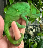 Parsons Chameleon Yellow Gaints Pair (YGPCP1)