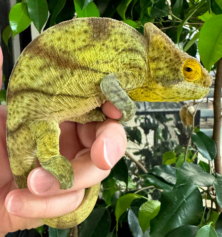 Parsons Chameleon Yellow Gaints Pair (YGPCP1)