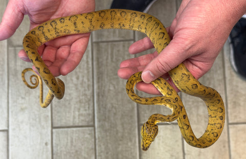 Yellow Jaguar Amazon Tree Boa Juvenile Male (YJMATB13)