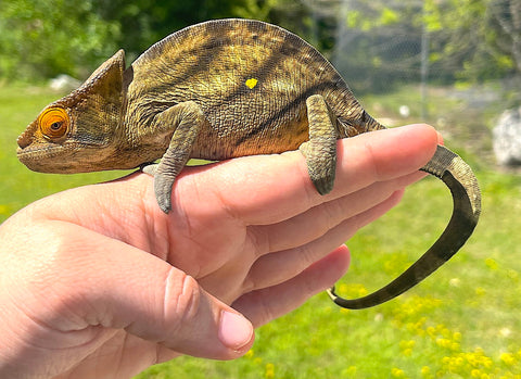 Yellow Lip Parsons Chameleon Juvenile Male (YLP01) - Reptile Pets Direct