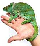 Yellow Lip Parsons Chameleon Female (YLPCF4)