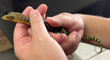Baby Yellow Monitor (YM1)
