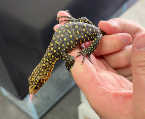 Baby Yellow Monitor (YM1)
