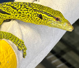 Yellow Tree Monitor Female (Varanus reisingeri) - Reptile Pets Direct