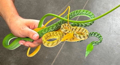 Yellow Asian Vine Snake