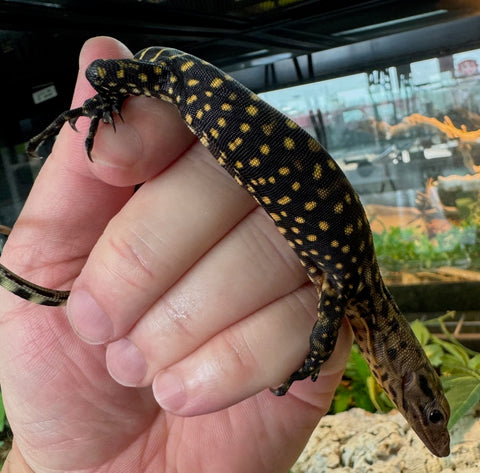 Yellow monitor baby (YMB1)