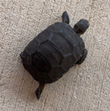 Aldabra giant tortoise 3" (AT1)