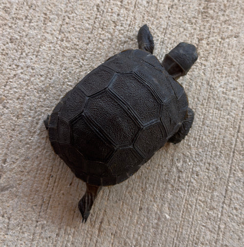 Aldabra giant tortoise 3" (AT1)