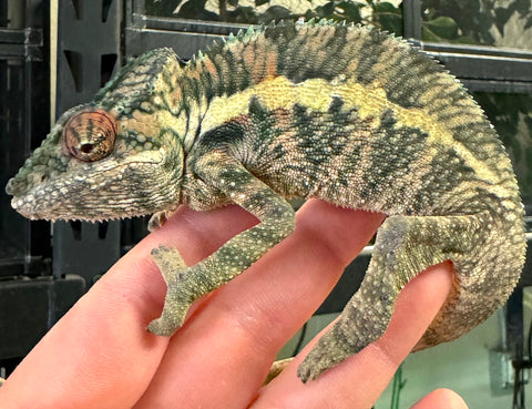 Ankaramy Panther Chameleon Pair 1.1 (APCP1)