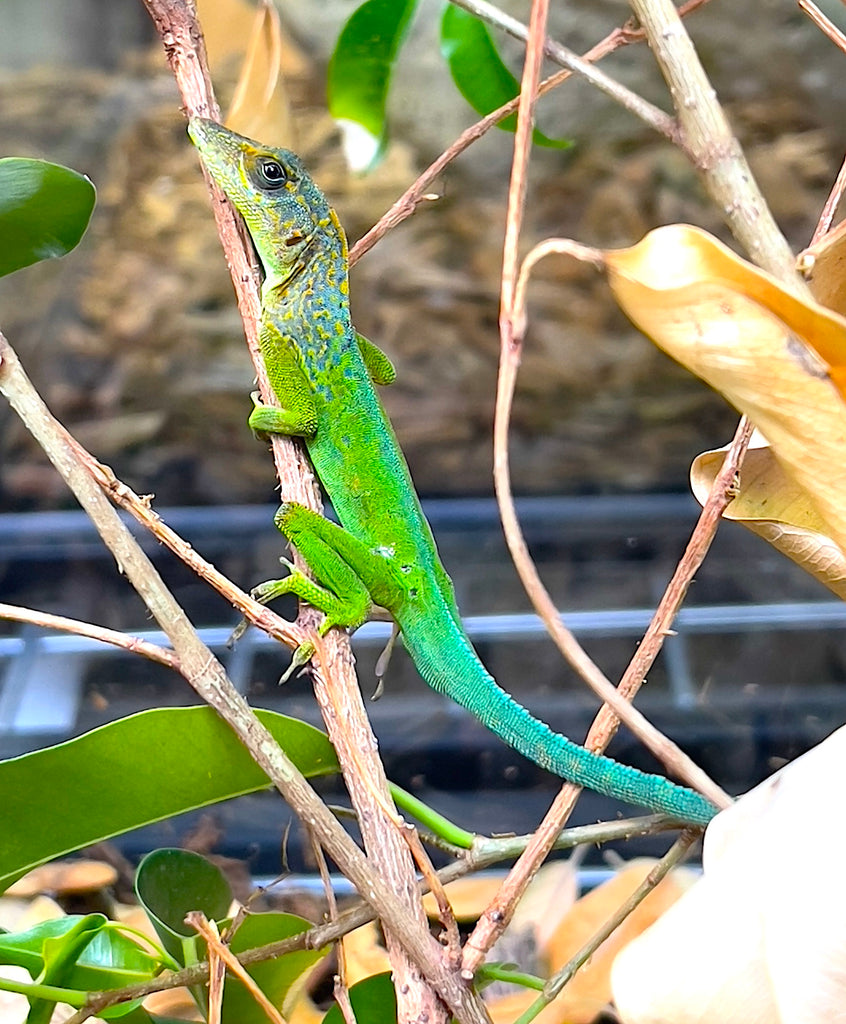 Guadeloupe anole (Anolis marmoratus) – Reptile Pets Direct
