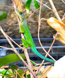 Guadeloupe anole (Anolis marmoratus) - Reptile Pets Direct