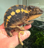 Ambanja Panther Chameleon pair (APPC1)