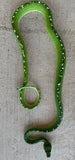 Aru Green Tree Python Male (AGTPM1)