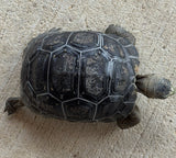 Aldabra Tortoise Baby (AT1)