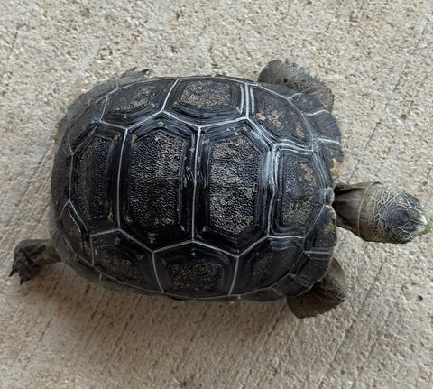 Aldabra Tortoise Baby (AT1)