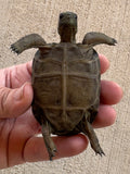 Aldabra giant tortoise 3" (AT2)
