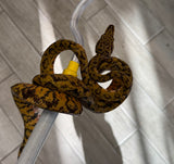 Extreme Jaguar Amazon Tree Boa Female (ATB2)