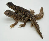 C.B. Egyptian Uromastyx babies