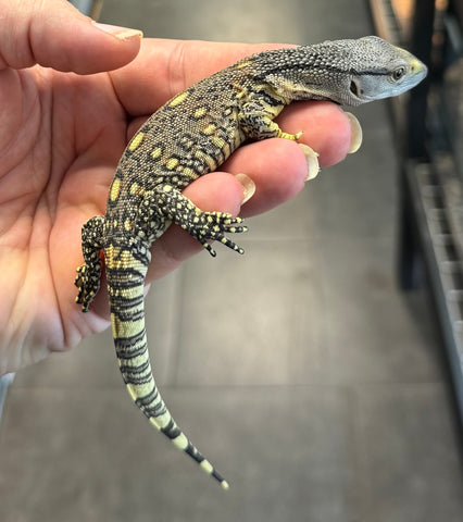 Black Throat Monitor Baby (BBTM8)