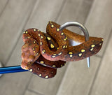 Red Biak Green Tree Boa (BGTPBR6)