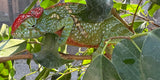 Madagascar 2 horned chameleon Pair (Furcifer bifidus)