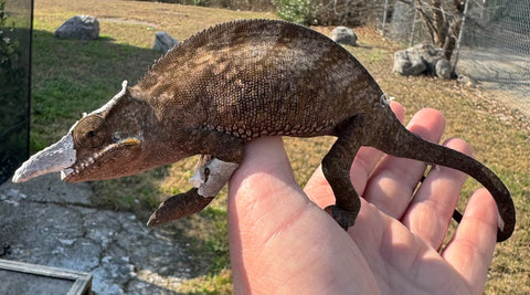 Madagascar 2 horned chameleon Pair (Furcifer bifidus)