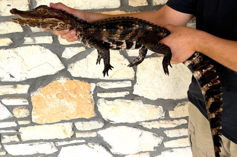 True Cuvier's Dwarf Caiman ~3'